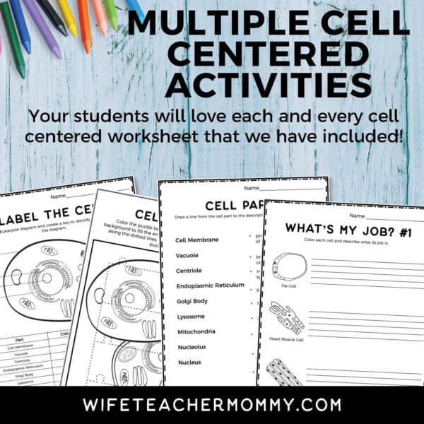 Prokaryotic & Eukaryotic Cells Worksheets | Comprehensive Cell Unit - Image 3